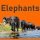 Iurii Kuligin - Elephants