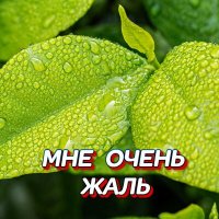 Постер песни Сергей Грищук - УЛЕТАЮТ ЖУРАВЛИ