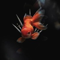 Постер песни Alizade Asiman - Золотая рыбка