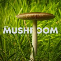 Постер песни Efe Burak Baydar - Mushroom