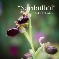 Постер песни PRoMete, Amina - Xarıbülbül