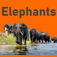Постер песни Iurii Kuligin - Elephants