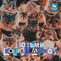Постер песни Bubble Bath Cat - Возьми котика домой